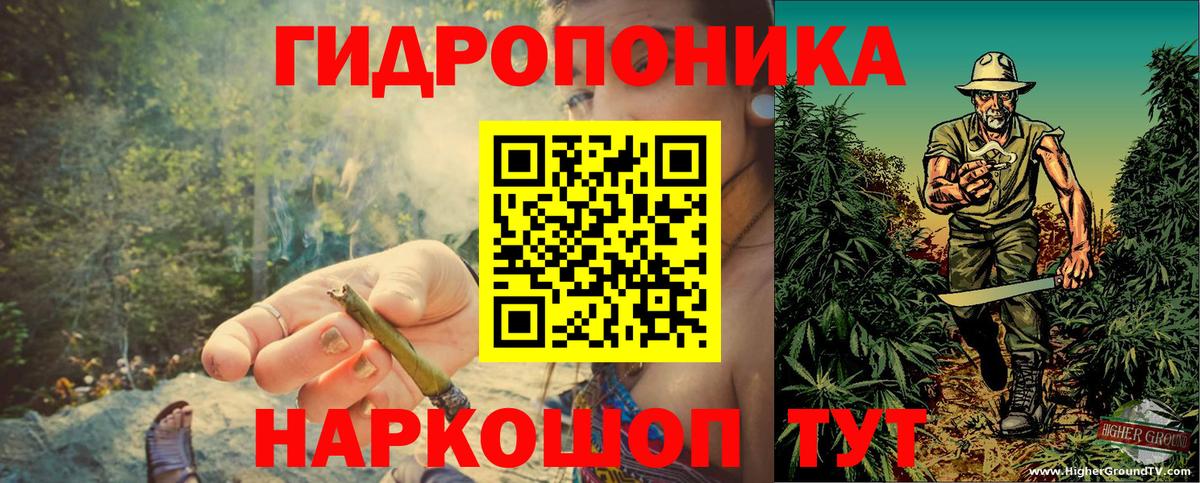 Конопля сатива Кудрово